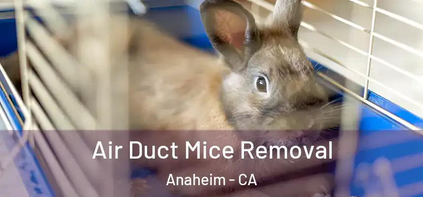  Air Duct Mice Removal Anaheim - CA